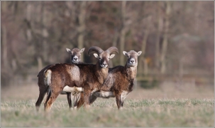 <p>MUFLON (Ovis musimon) Šluknovsko - Valdek /Mouflon - Mufflon/ </p>
